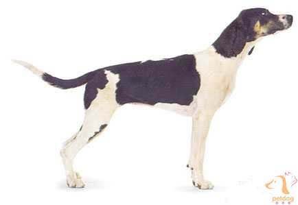 收藏狗狗的图片,收藏宠物集