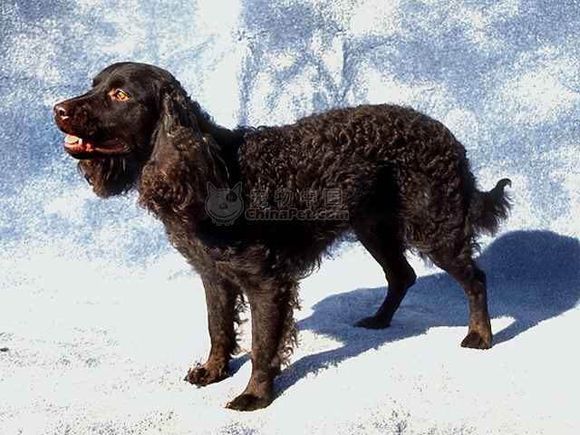 收藏狗狗的图片,收藏宠物集