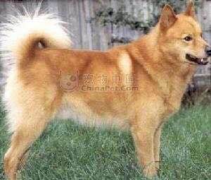 收藏狗狗的图片,收藏宠物集