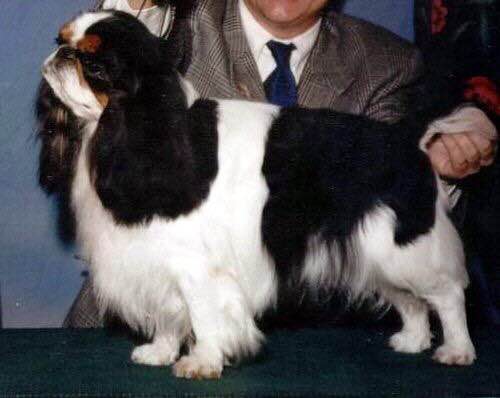 收藏狗狗的图片,收藏宠物集