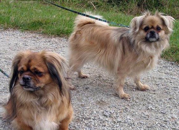 收藏狗狗的图片,收藏宠物集