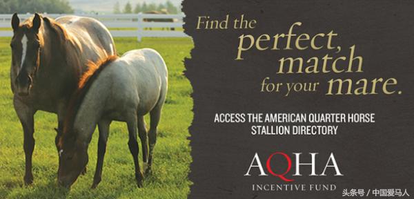 怎样挑选好的公马,公马如何选择母马