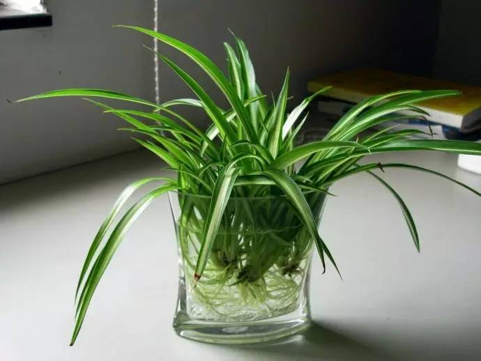 适合办公桌上养的小清新水培植物,水培绿植办公室