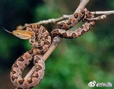 防蛇安全小知识,防蛇