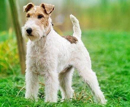 狗狗品种收集大全,收藏狗狗