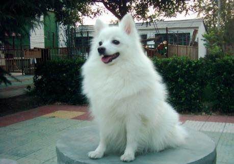 狗狗品种收集大全,收藏狗狗