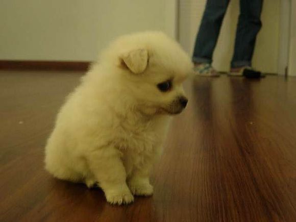 狗狗品种收集大全,收藏狗狗