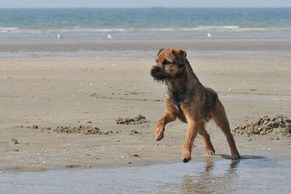 狗狗品种收集大全,收藏狗狗