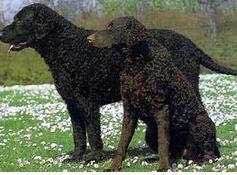 收藏狗狗的图片,收藏宠物集