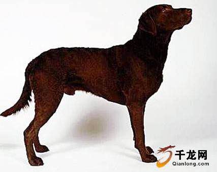 收藏狗狗的图片,收藏宠物集