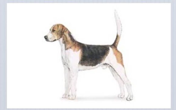 收藏狗狗的图片,收藏宠物集