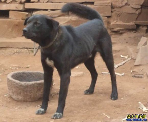 收藏狗狗的图片,收藏宠物集