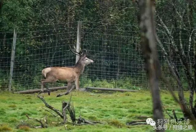 全球最具吸引力的狩猎圣地，加入高人一等的国际猎人组织！
