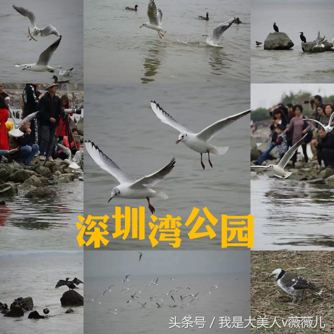 白浅姑姑全部视频,白浅姑姑霸气回归全集