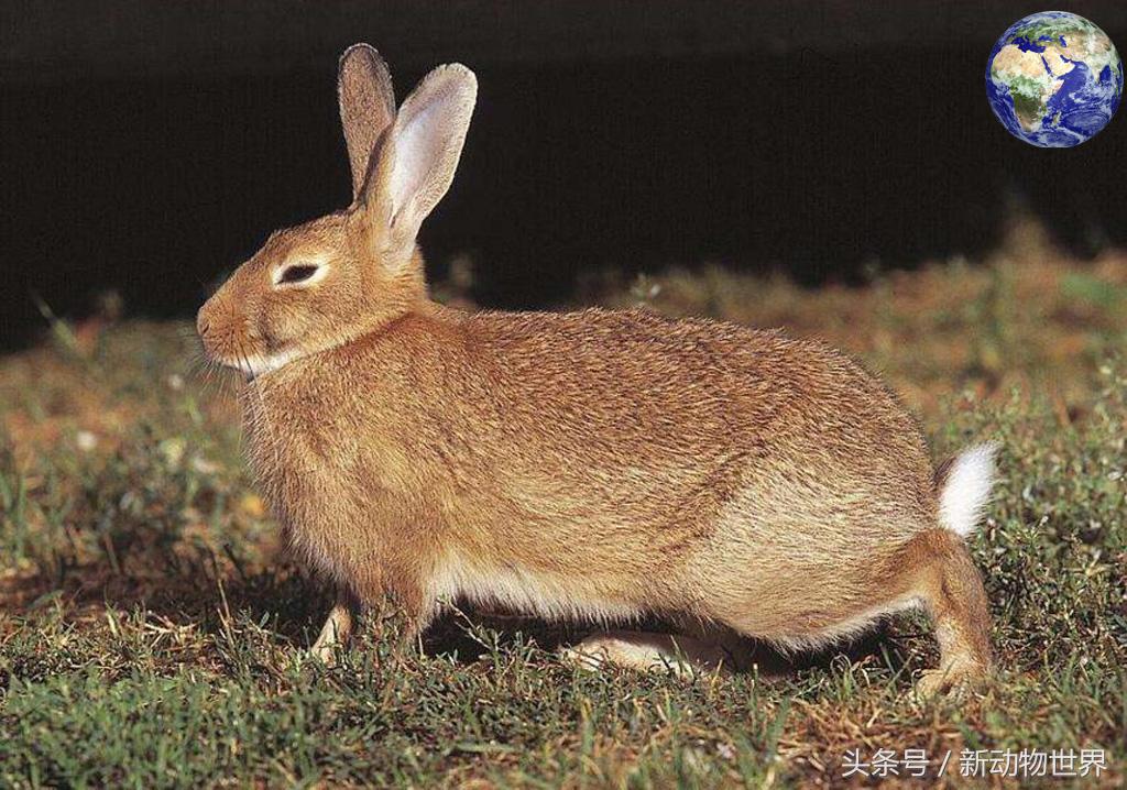 比黄金还贵的动物粪便,非常贵的动物粪便