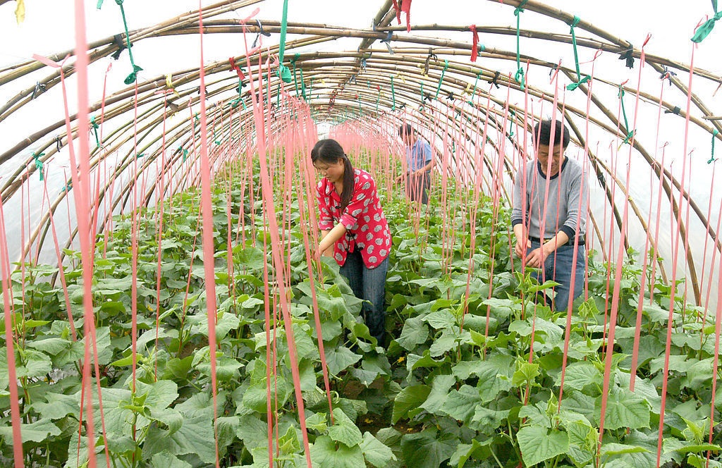 现在种大棚，到底挣不挣钱？怎样才能赚到钱？