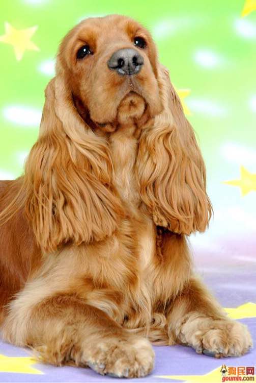 狗狗品种收集大全,收藏狗狗