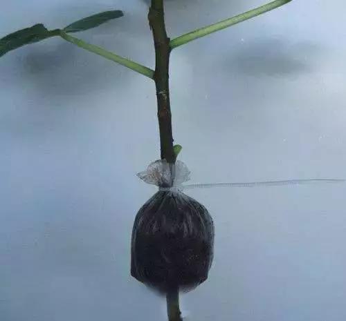 三件家用之物，台长教你八步法“高压”大苗，可当年观花当年吃果