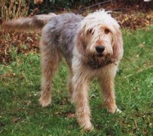 收藏狗狗的图片,收藏宠物集