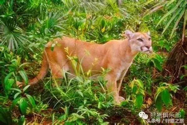 全球最具吸引力的狩猎圣地，加入高人一等的国际猎人组织！