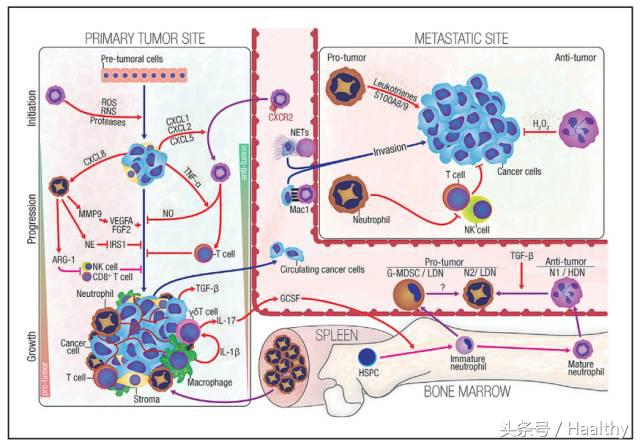 抗生素影响活菌制剂,为什么说抗生素摧毁了我们的免疫