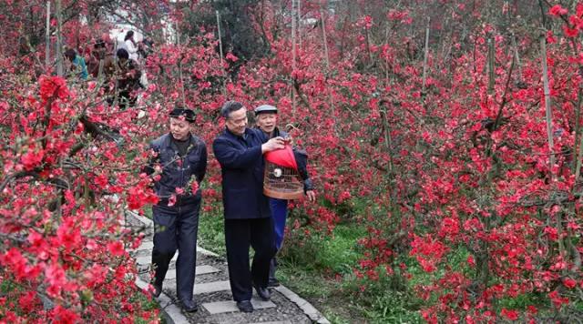 成都海棠花景区,西南最大的海棠花基地在哪里