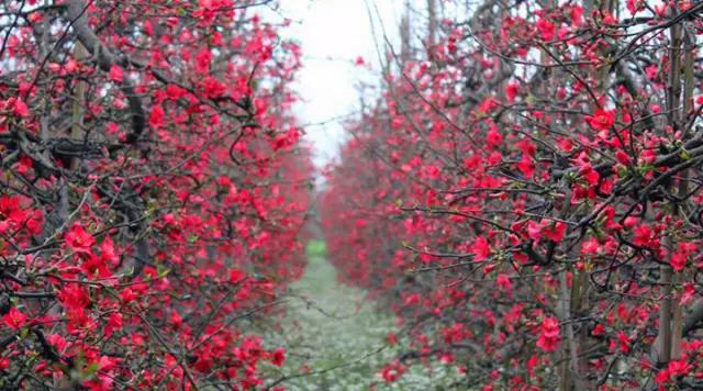 成都海棠花景区,西南最大的海棠花基地在哪里