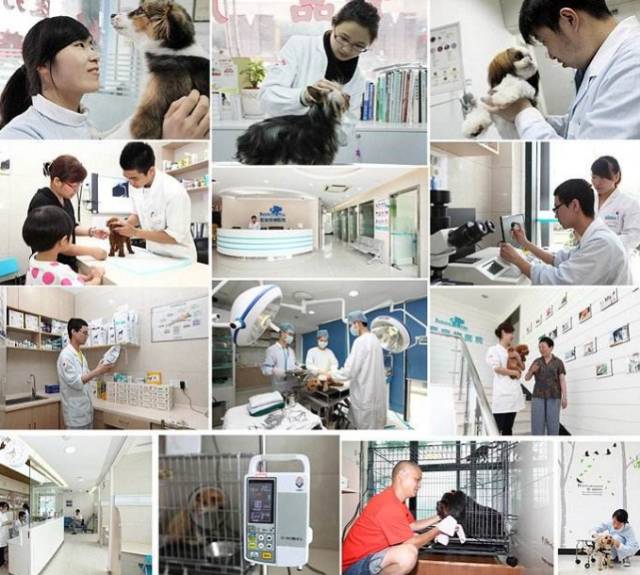 宠物医院的收费到底合不合理,宠物医院天价