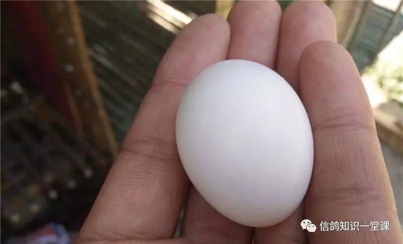 新手前期配对技巧是什么,新手前期应该怎么配队