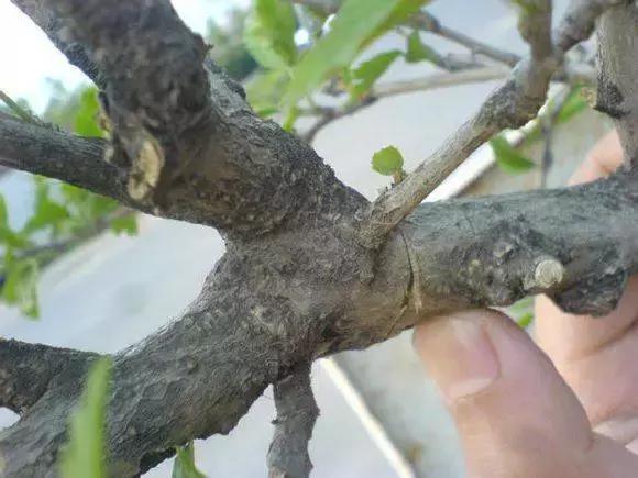 三件家用之物，台长教你八步法“高压”大苗，可当年观花当年吃果