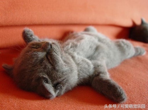 用心爱护小猫,用心照顾小猫咪