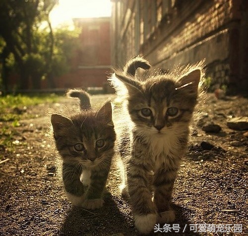 用心爱护小猫,用心照顾小猫咪