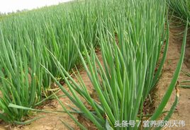 常吃大葱优缺点,吃大葱对女人的好处