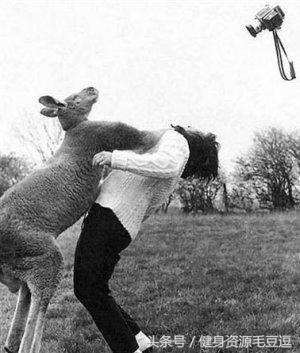 袋鼠靠什么维持平衡,袋鼠抗击能力怎么样