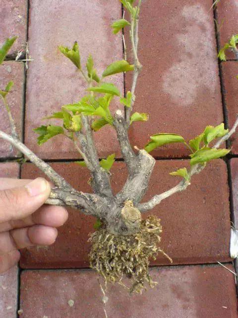 三件家用之物，台长教你八步法“高压”大苗，可当年观花当年吃果