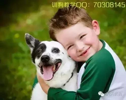 快速教狗狗训练,训好一只狗有多难