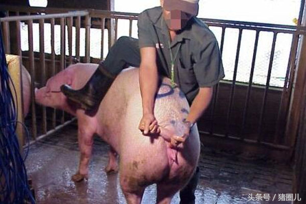 母猪返情天数判断,母猪返情是什么原因