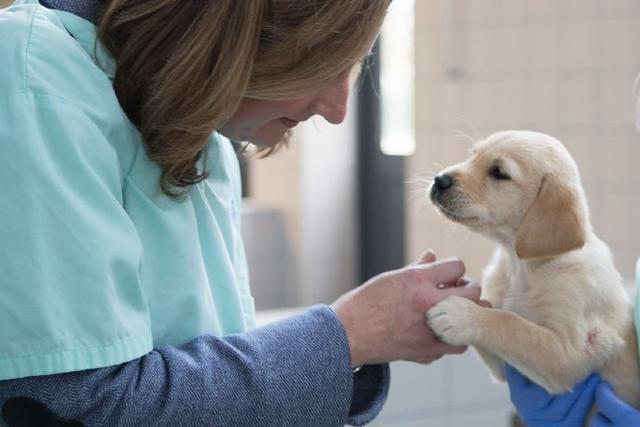 拥有导盲犬的人都是完全看不见吗,和主人不离不弃的导盲犬
