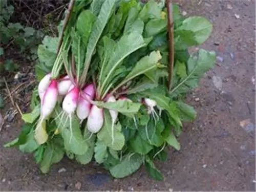 安徽宏村古镇有什么好吃的,黟县宏村旅游必备美食有哪些