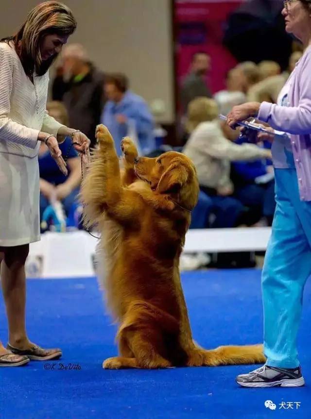 殿堂人物：采访美国金毛领军人物—TonyaStruble