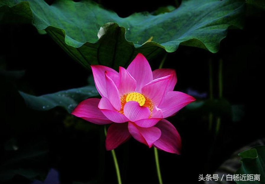 许昌市大美莲城,许昌大美莲城图片