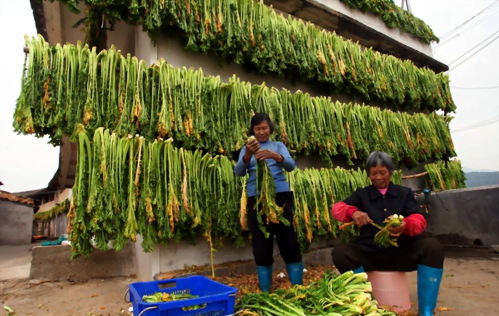 现在种大棚，到底挣不挣钱？怎样才能赚到钱？