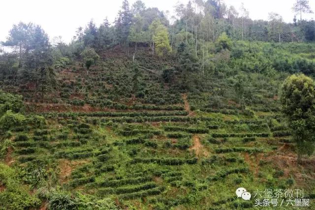 六堡茶黎宝林,茶江湖茶业旗舰店