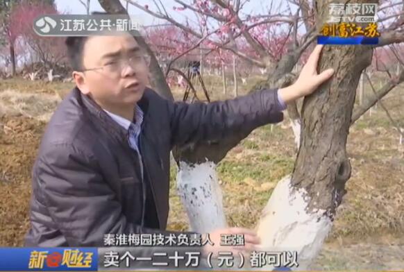 创富江苏：“梅”好生活创出来