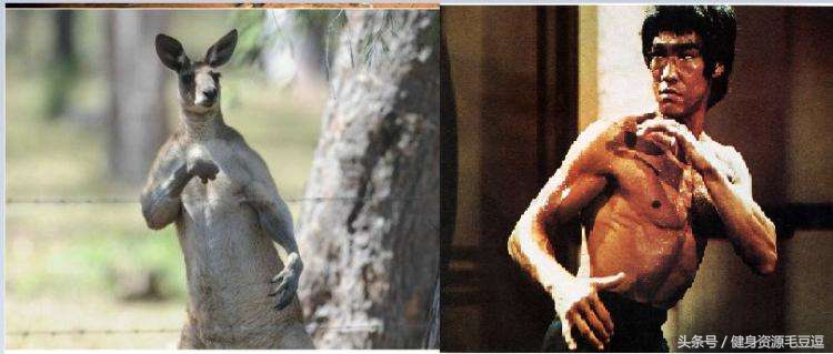 袋鼠靠什么维持平衡,袋鼠抗击能力怎么样