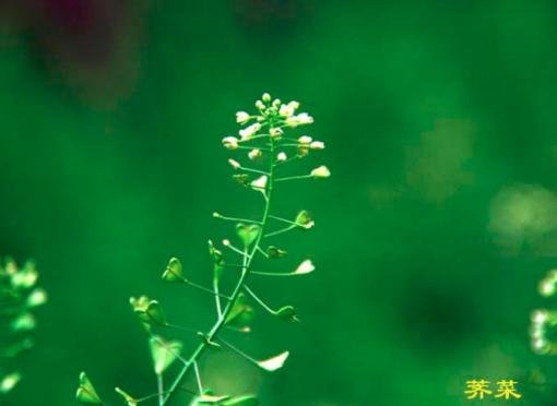 阳台种菜：药食同源科普之荠菜的那些事儿！