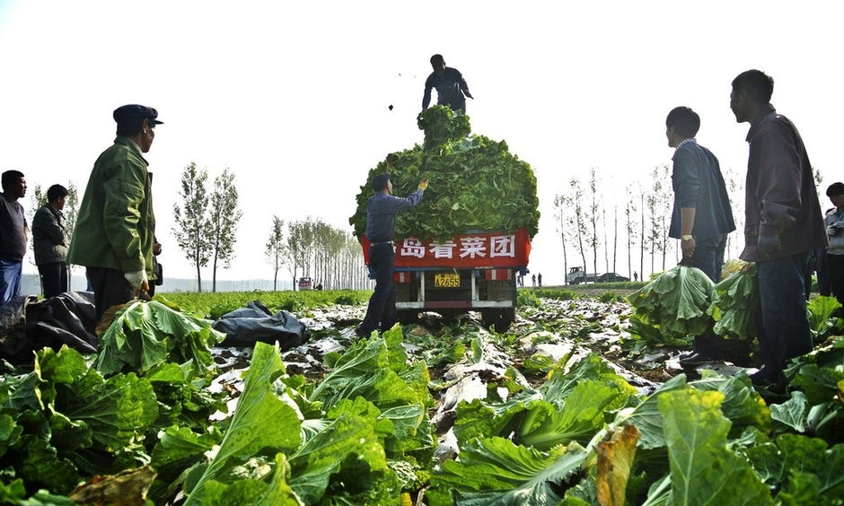 现在种大棚，到底挣不挣钱？怎样才能赚到钱？