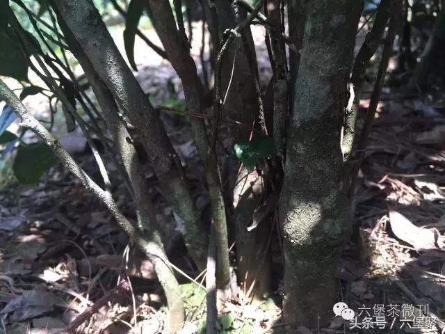 六堡茶黎宝林,茶江湖茶业旗舰店