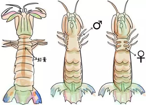 好吃的皮皮虾网红,椒盐皮皮虾人气