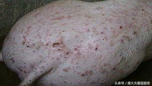 猪红皮病治疗,育肥猪皮炎是什么引起的怎么治疗
